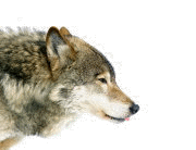 wolf wolf