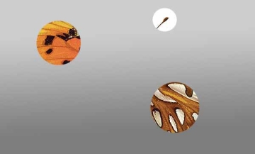 eine Metamorphose